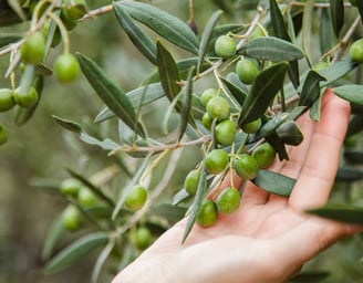 hand touch olive branch