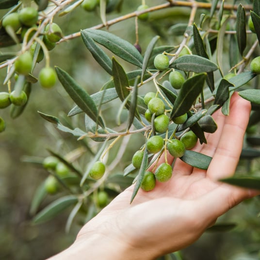 hand touch olive branch